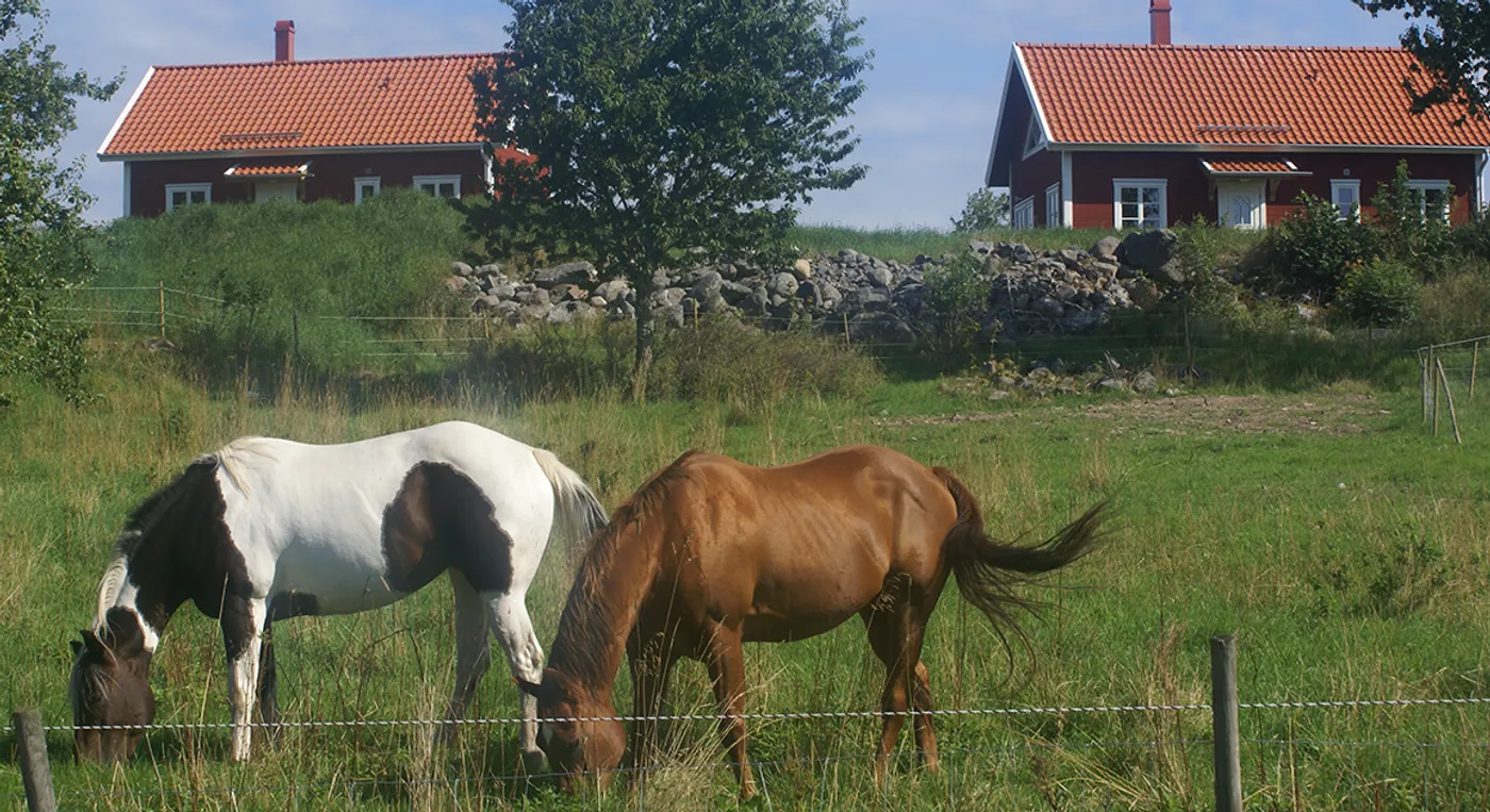 Två hästar betar på ett fält bredvid ett hus.