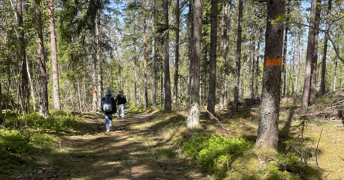 Elever som vandrar i skogen på uppmärkt led.