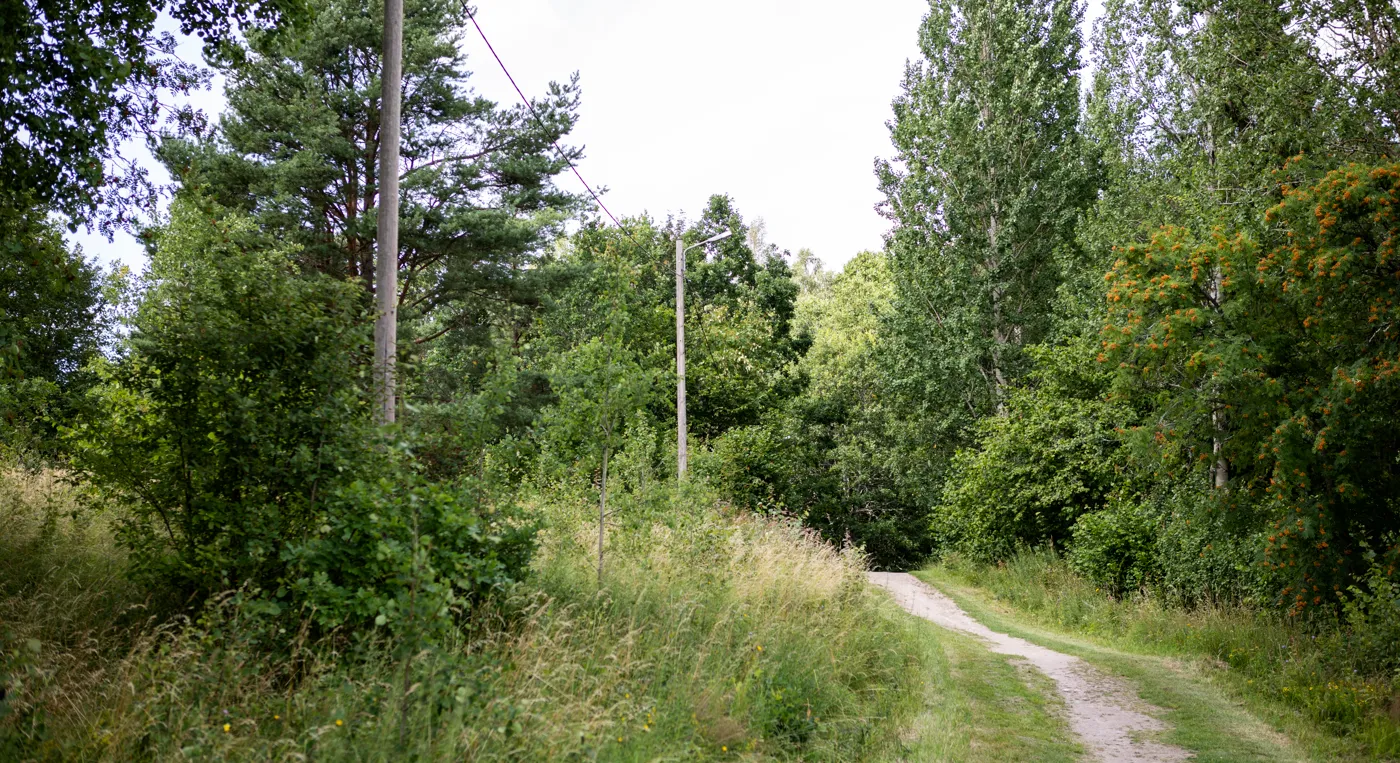 En grusväg i skogen med lyktstolpar längs vägen.